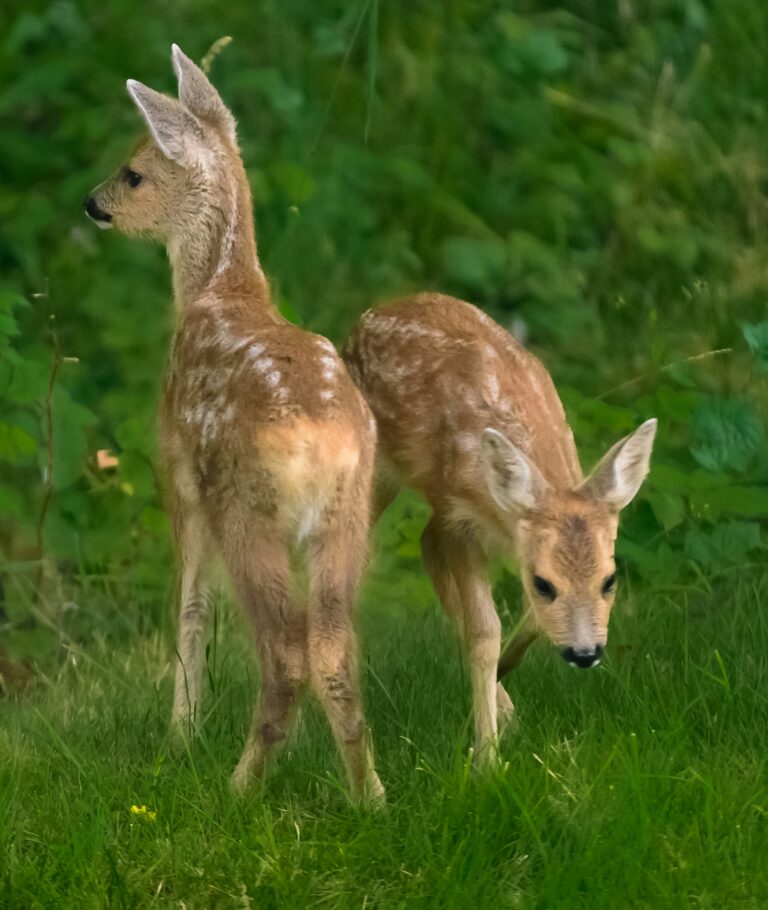 Zwei Rehkitze auf der Wiese