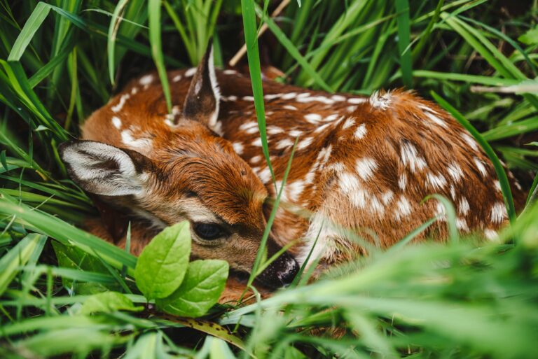 Kleines Rehkitz liegt versteckt im Gras
