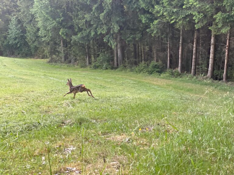 Rehkitz läuft über frisch gemähte Wiese