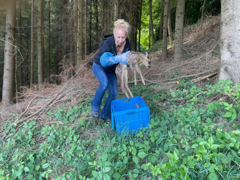 Image - Rehkitz wird in eine Transportbox gelegt